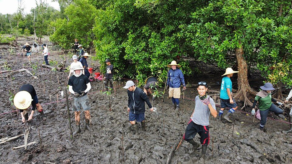 People planting mangroves in a coastal landscape